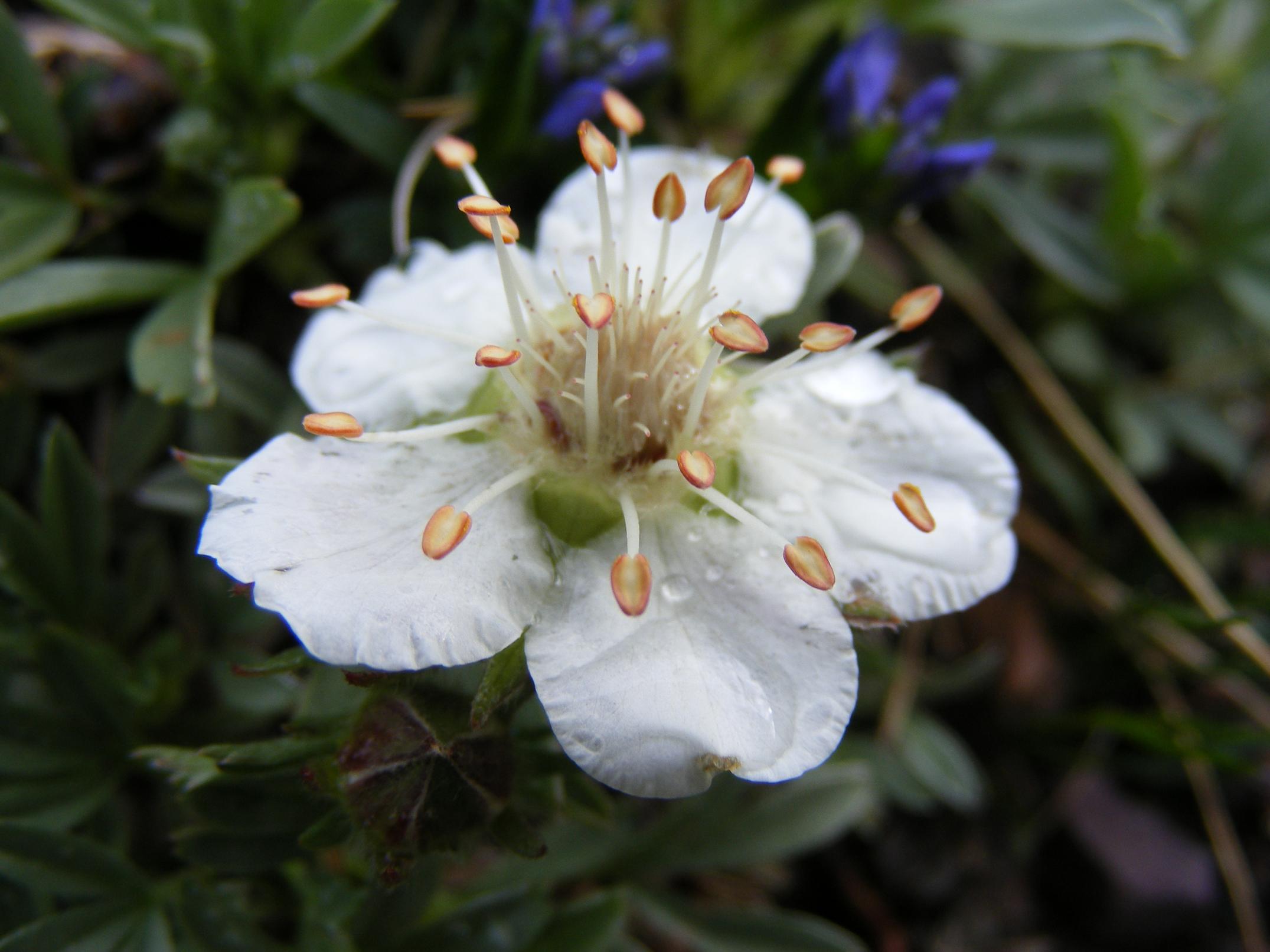 Potentilla nitida (e P. caulescens)